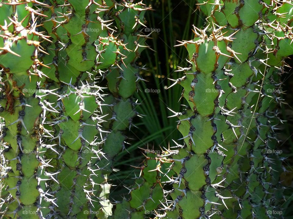Cactus