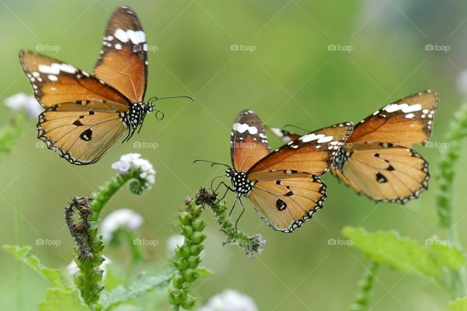 tiger plan butterfly gathering up for nectars