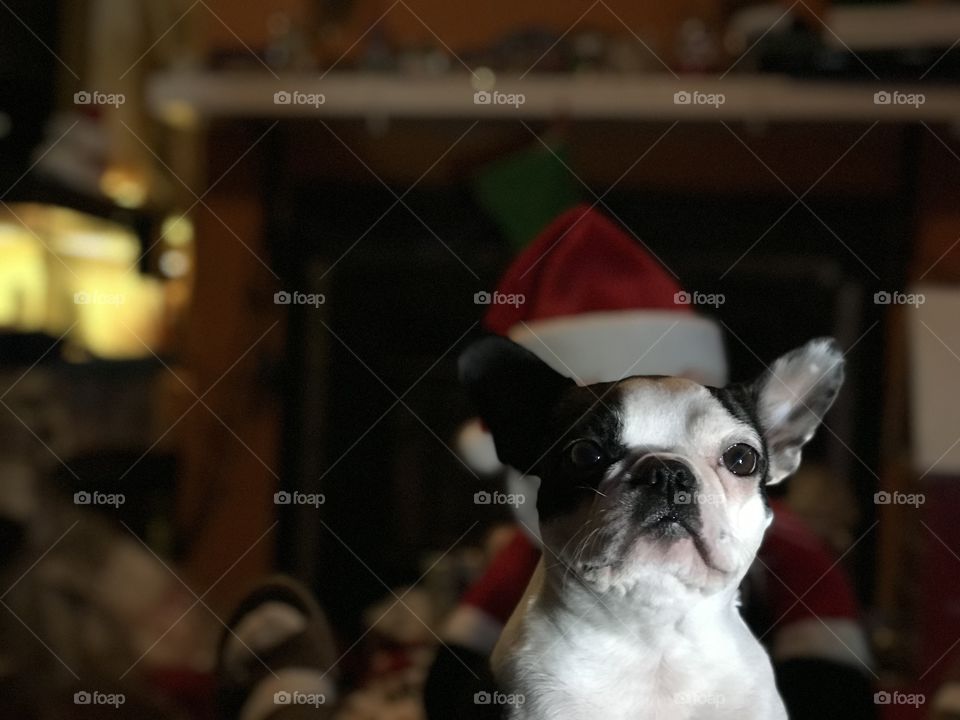 My Boston Terrier waiting patiently for a favourite treat. The stuffed Santa behind her makes it look like she’s wearing his red hat. She is side-lit from the right & the red & yellow Christmas lights in the fish tank create a glow on the left. 