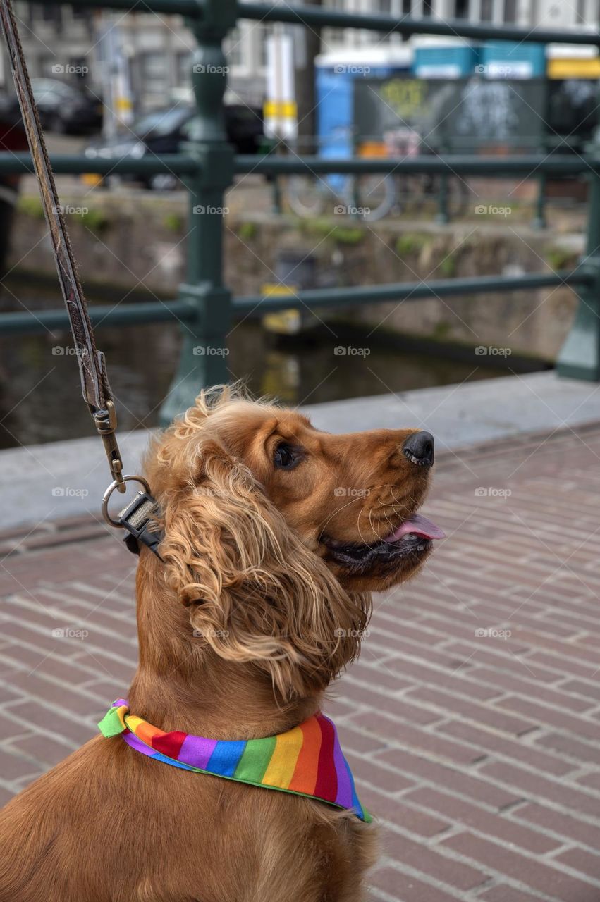 Young Dog At The Gaypride At Amsterdam The Netherlands 5-8-2023