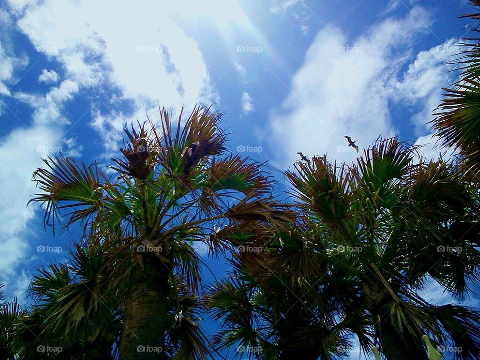 Florida Sky