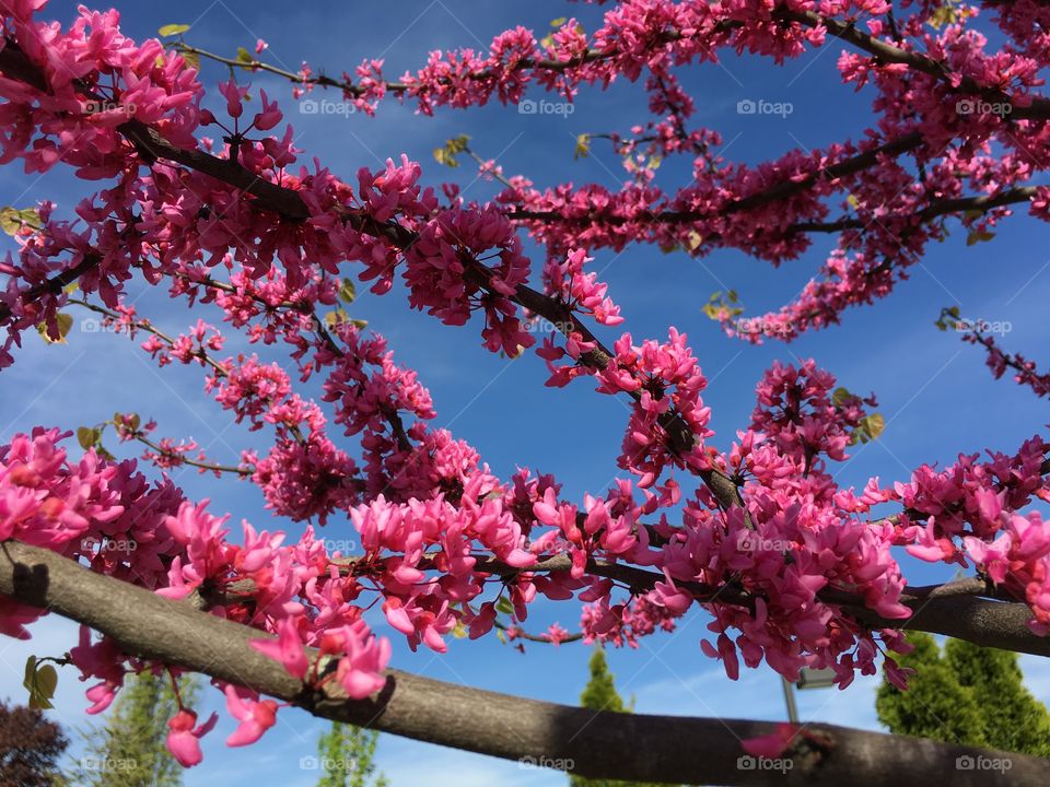 Pink Redbud in Connecticut