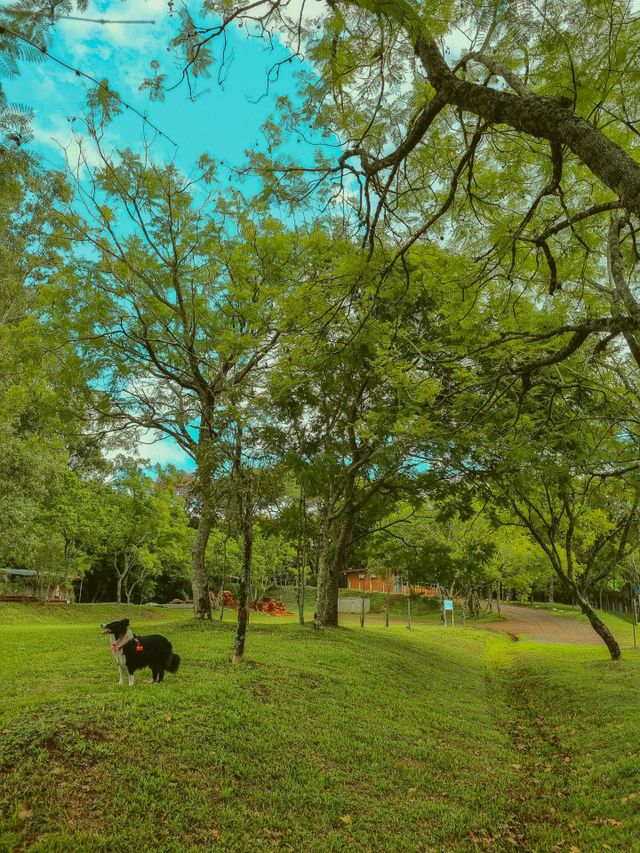 Cachorro no campo