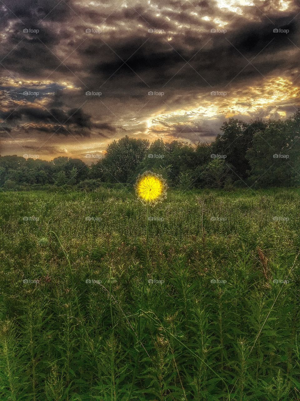 Sunrise illuminates a flower. Sunrise over the treeline illuminates the wildflower