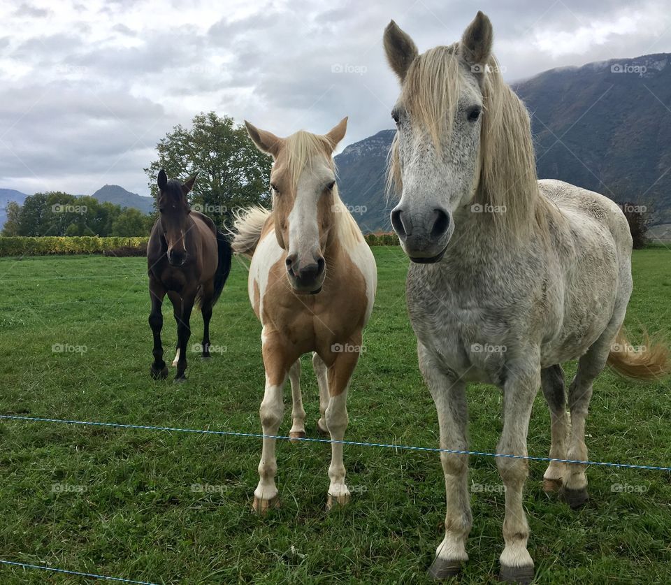Curious horses
