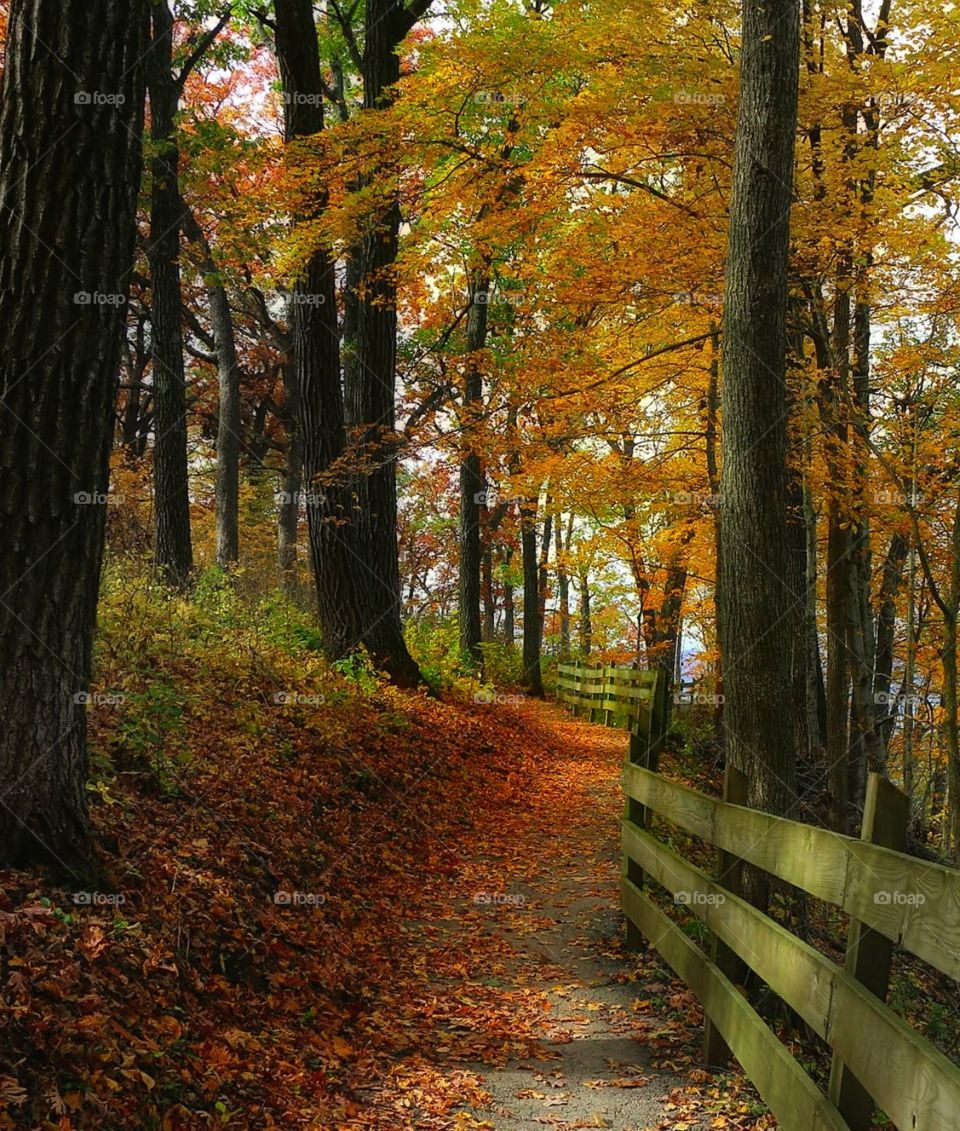 Trail - woods - fence - autumn - fall - country