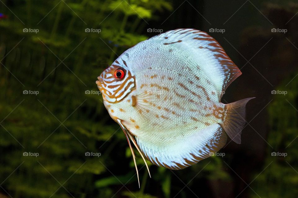 Beautiful and cute fish