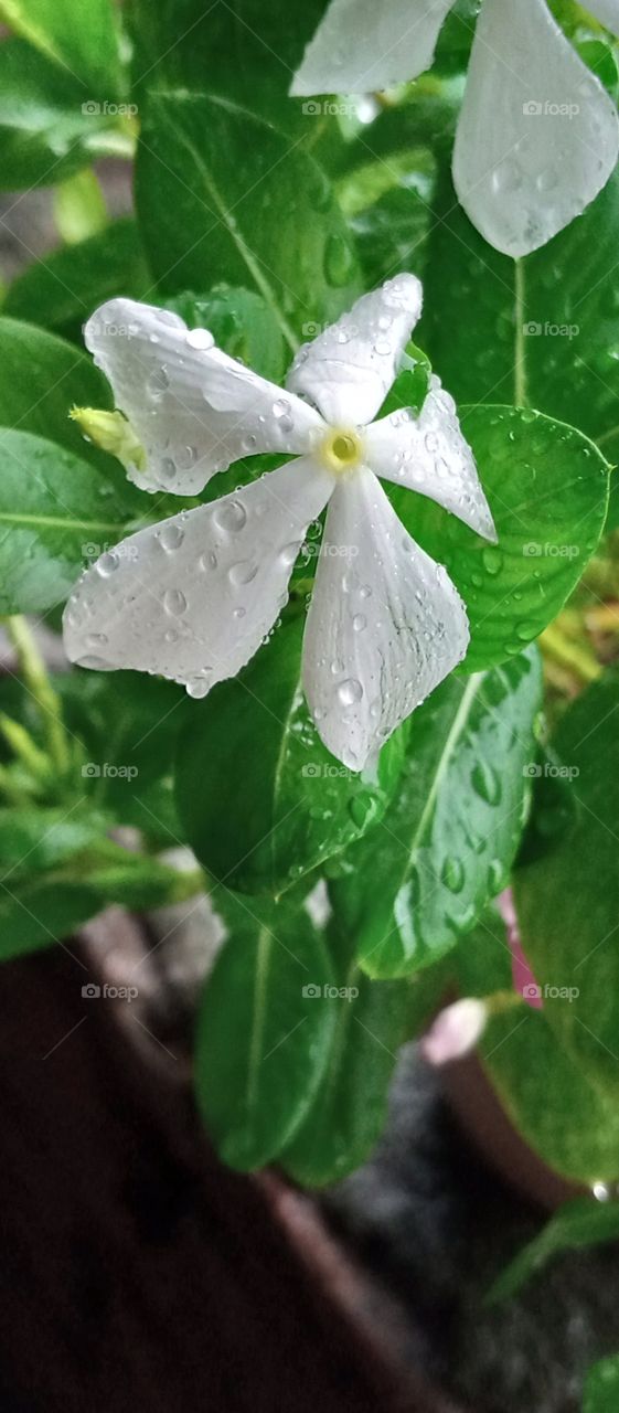 Catharanthus roseus is a small, upright shrub prized for its shiny green leaves and delicate looking flowers. 