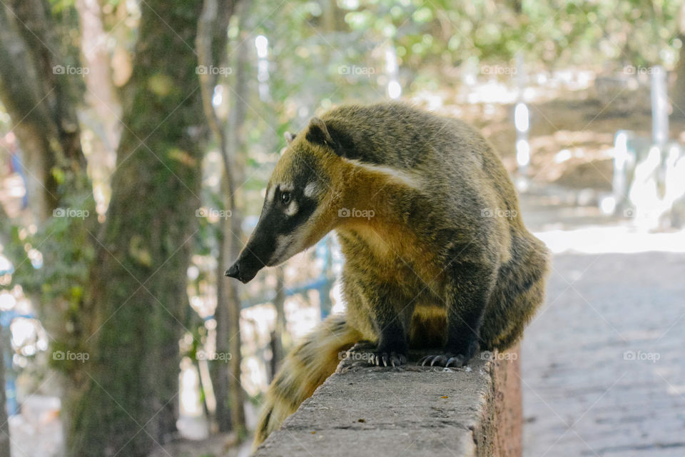 Little anteater in the forest