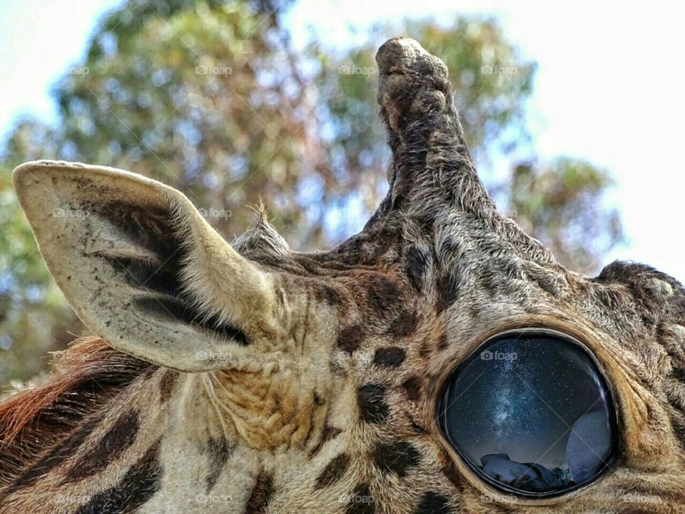 Giraffe and the Milky Way eyes