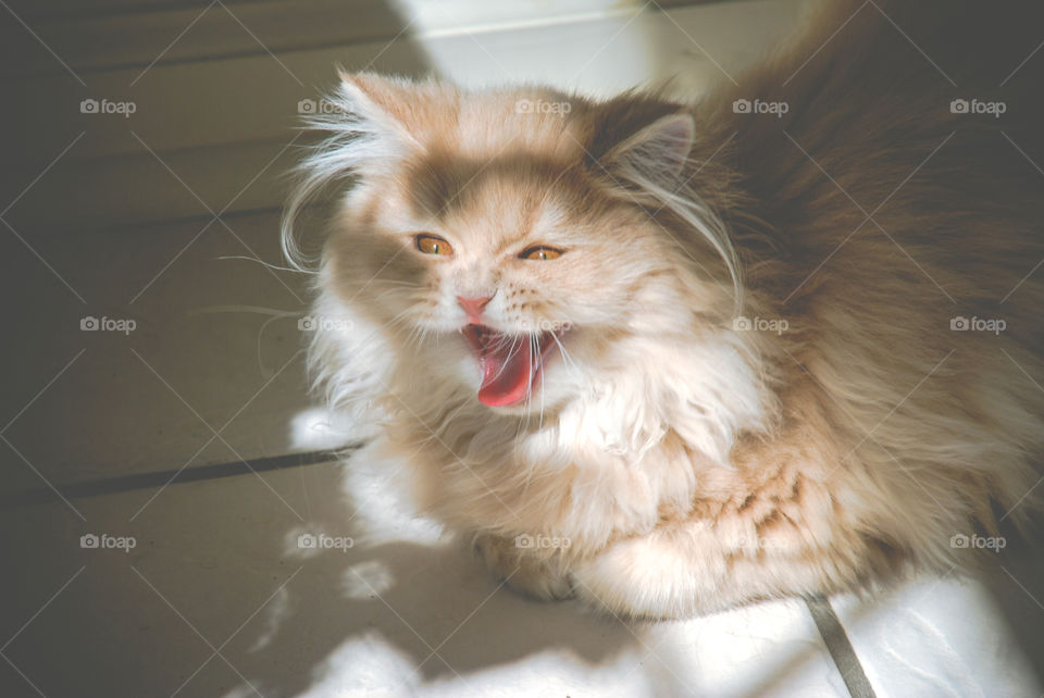 Orange Cream Persian Cat Yawning Laughing 