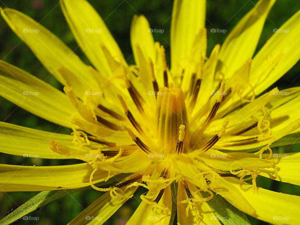 yellow flower 