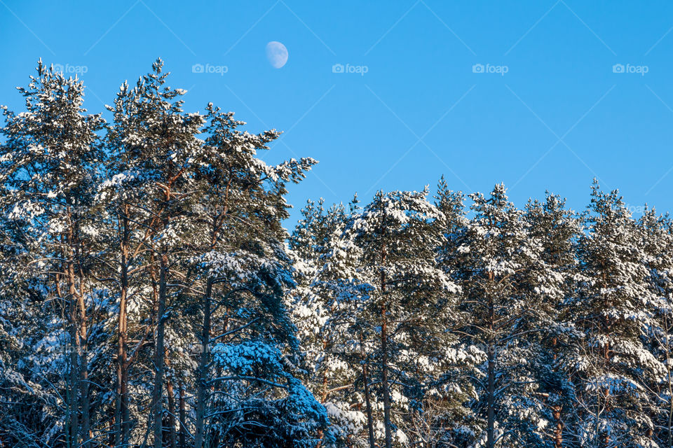 winter forest