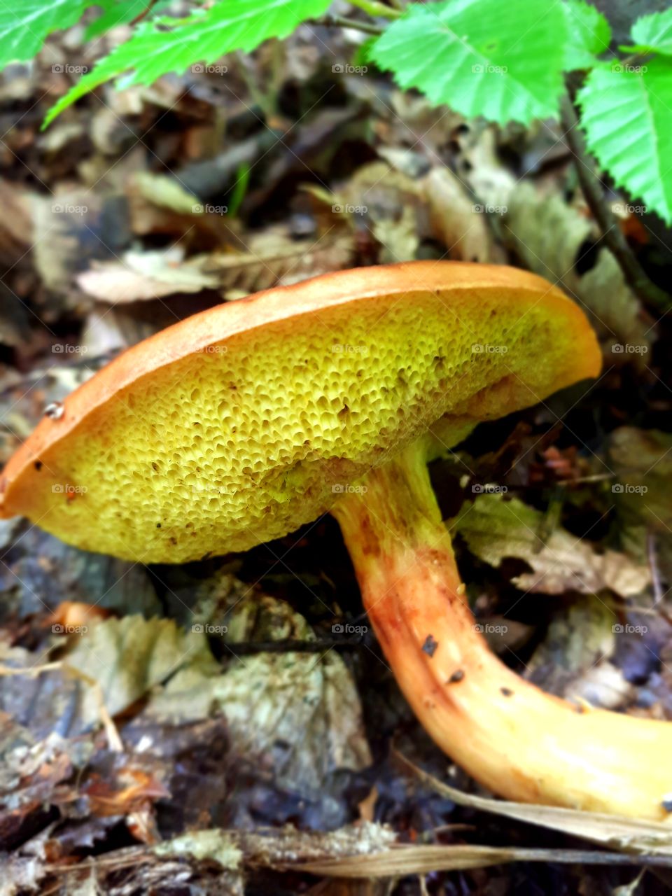boletus sensibilus