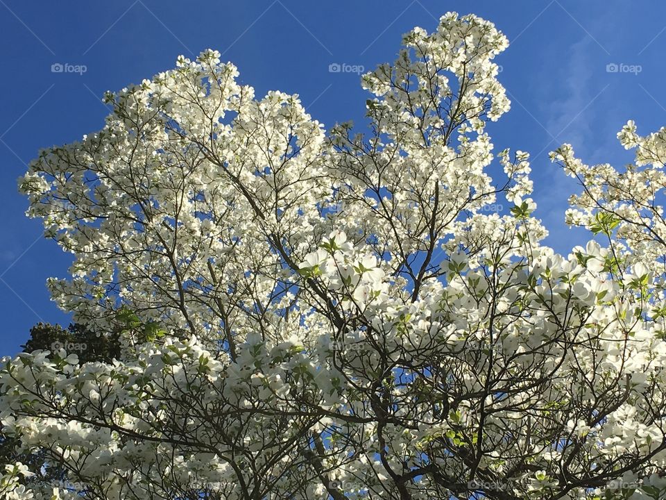 White dogwood in evening sun