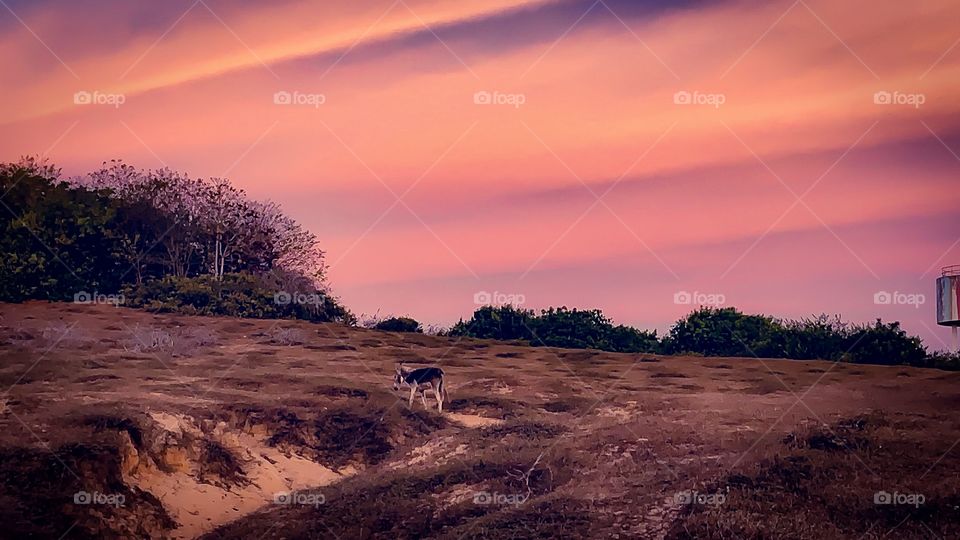 Donkey walking on hill at pink sunset light 