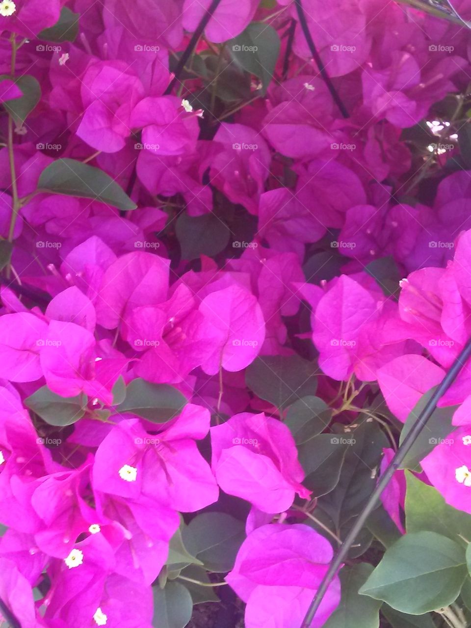 bouganvillia