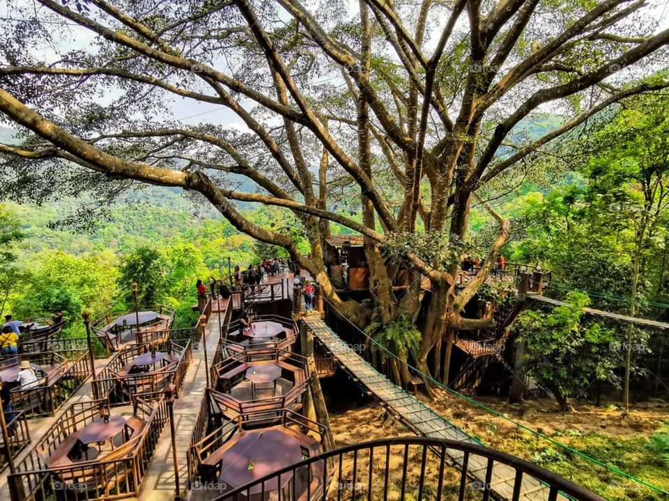 An incredible cafe built into an ancient tree in Chiang Mai, Thailand. Came complete with a stunning view of the mountains.
