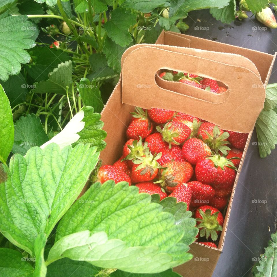 Strawberry picking 