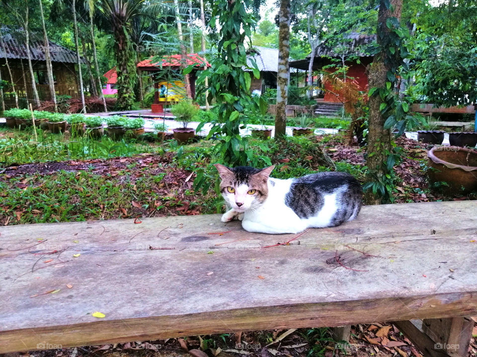 Thai cat from a park on a bench