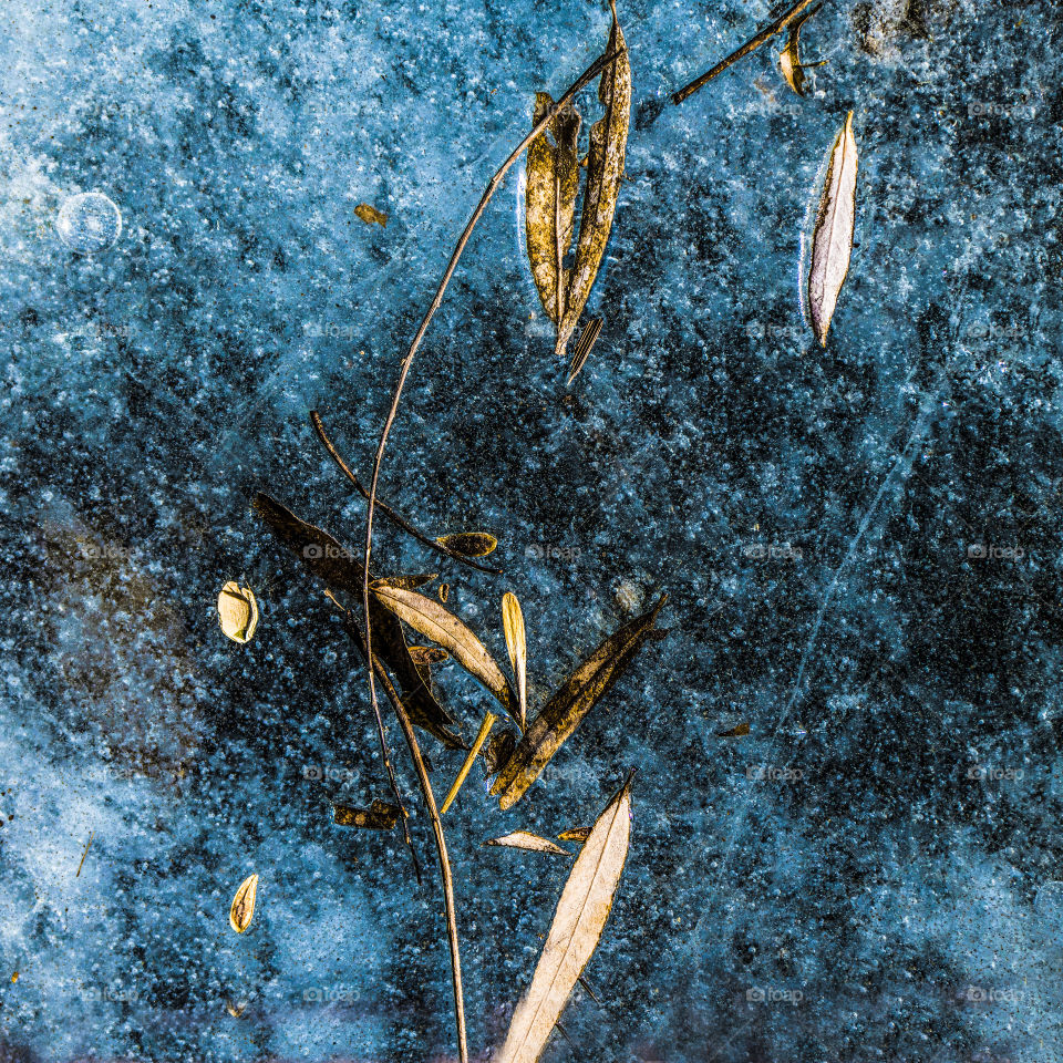 leaves in the ice