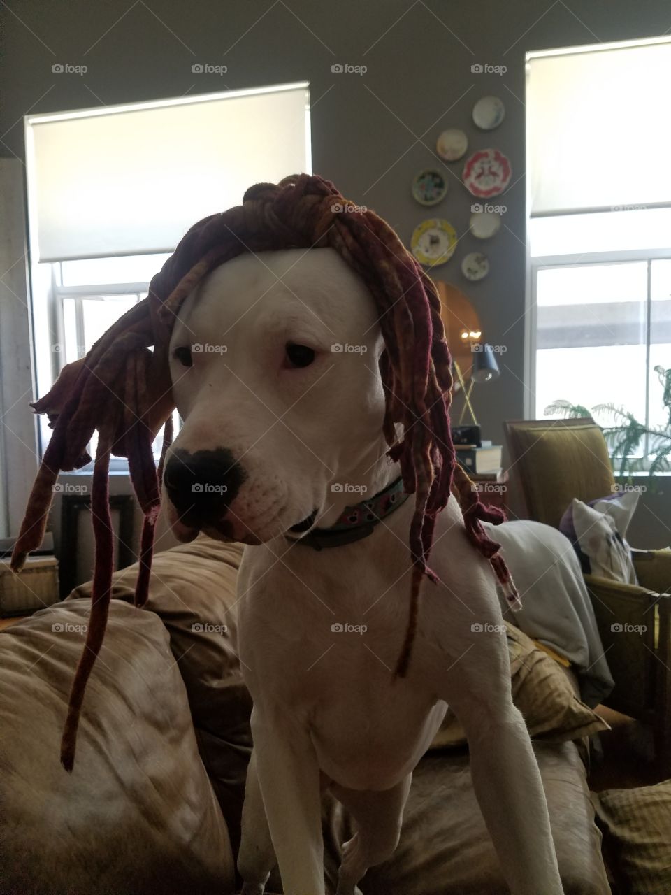 White pitbull with toy on head, funny
