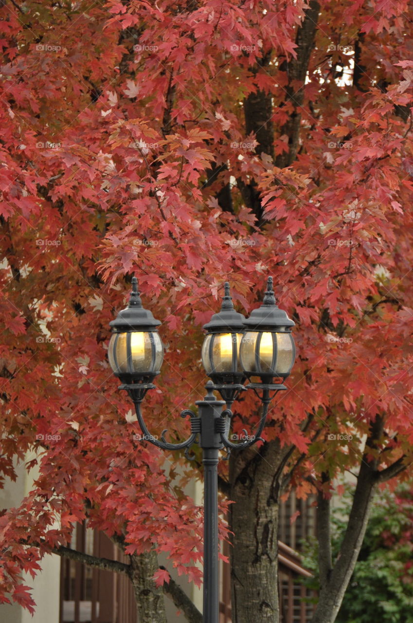 Darryl. Just a early fall picture as I headed for a walk to the lake. 