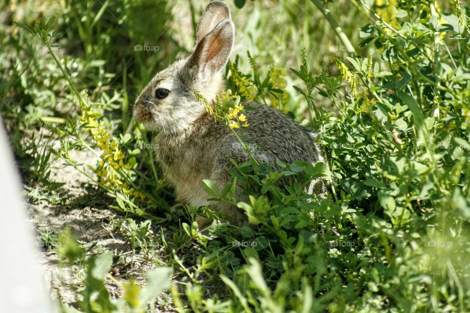 baby rabbit