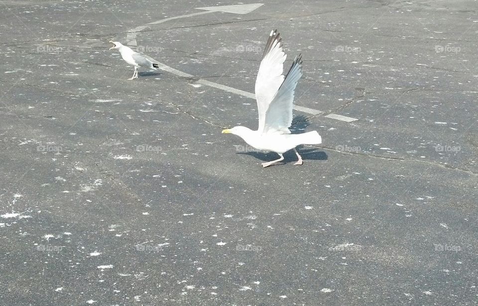 seagulls