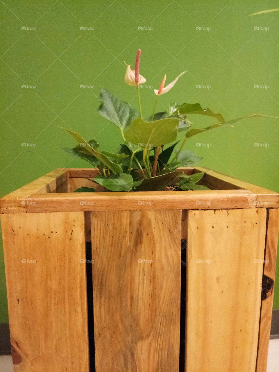 box
wood
flower
anthurium