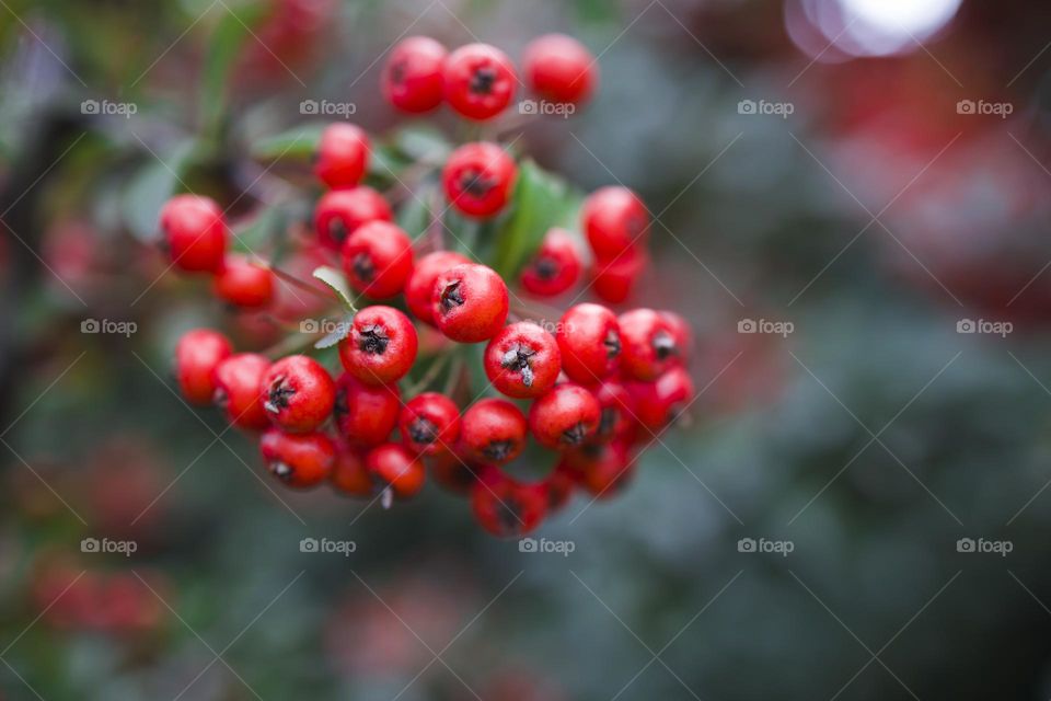 close up view of red berries.  natural background