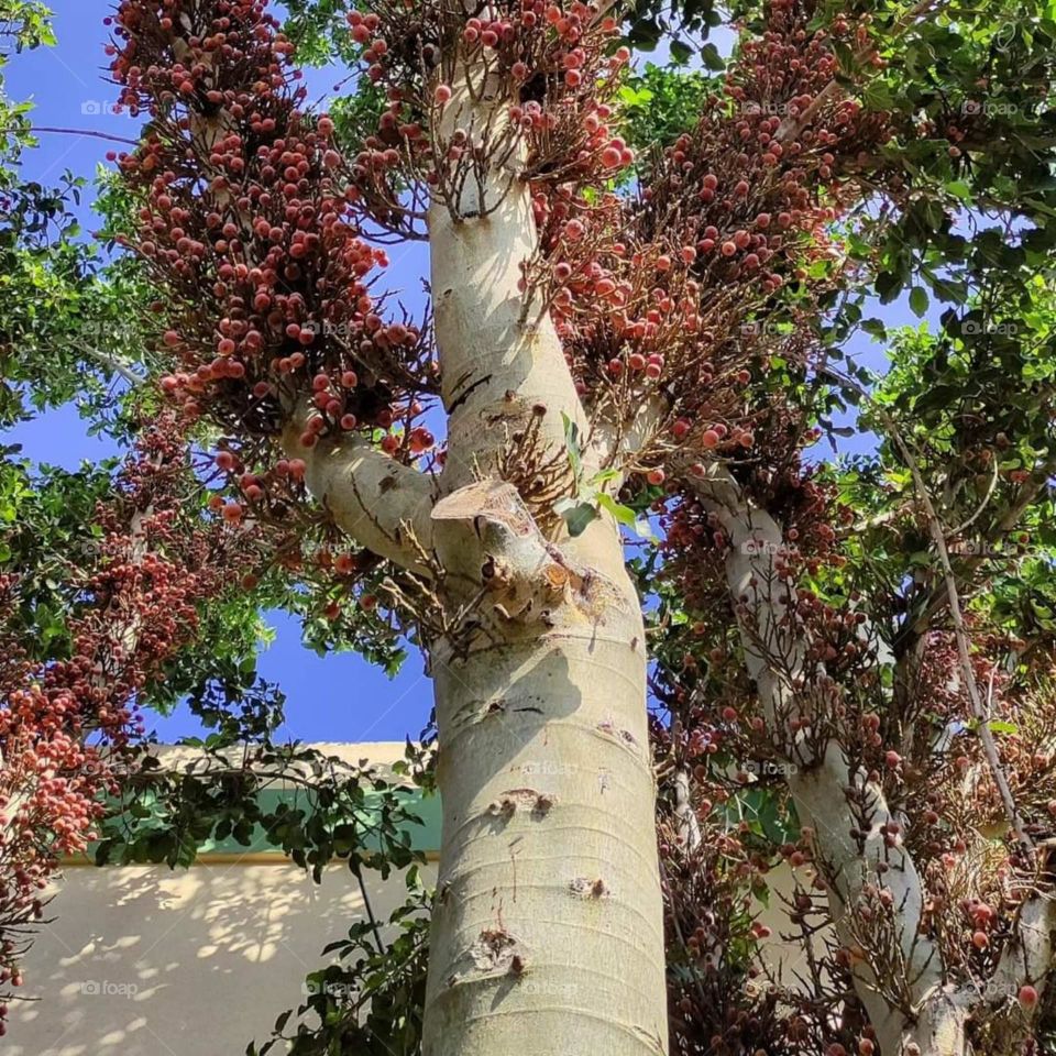 A beautiful shot of a fruiting tree trunk