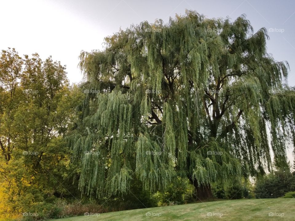 Big Willow.