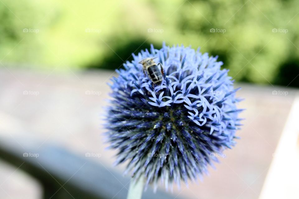 Bug on a blue flower 