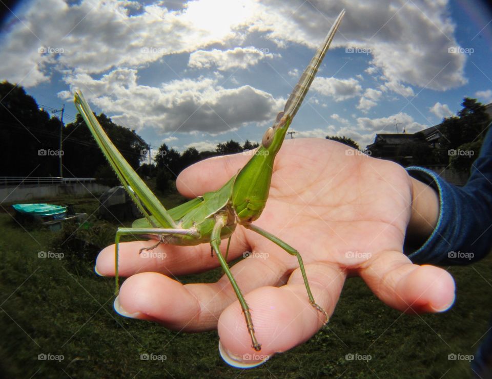 Grasshopper on hand