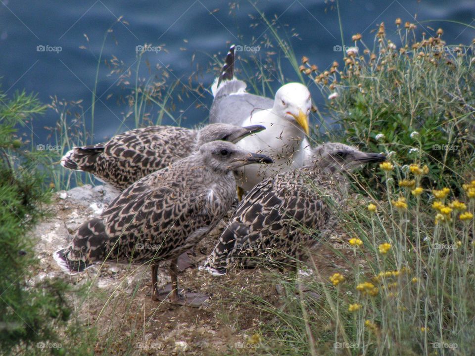 Birdwatching 