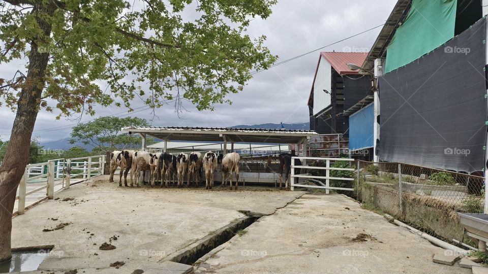 Dairy cows at Chulu Ranch in Beinan Township