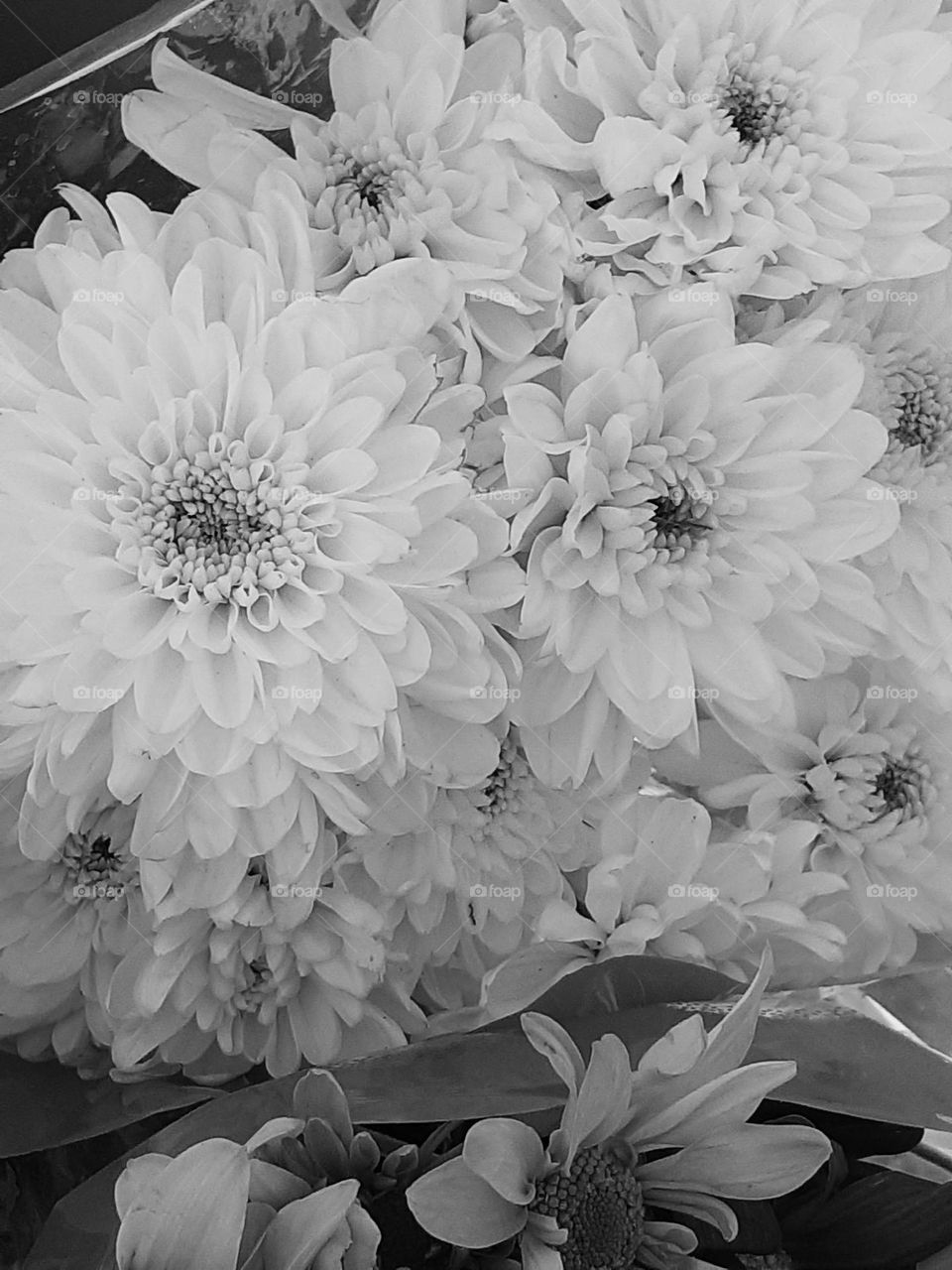 flores en blanco y negro