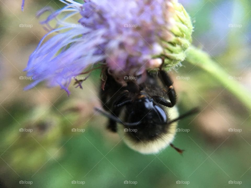 Upside down bee 