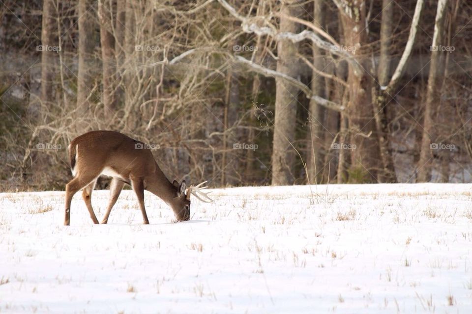 Grazing Snow Buck