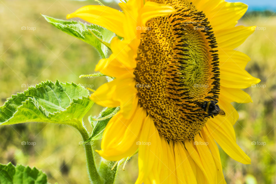 Sunflower