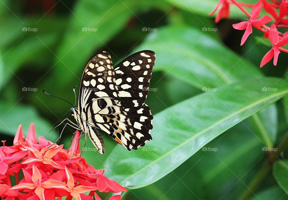 Beautiful and cute butterfly