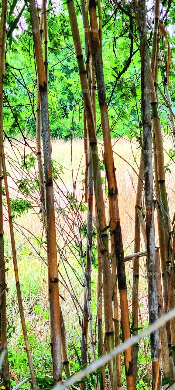 Wild bamboo in south Texas.