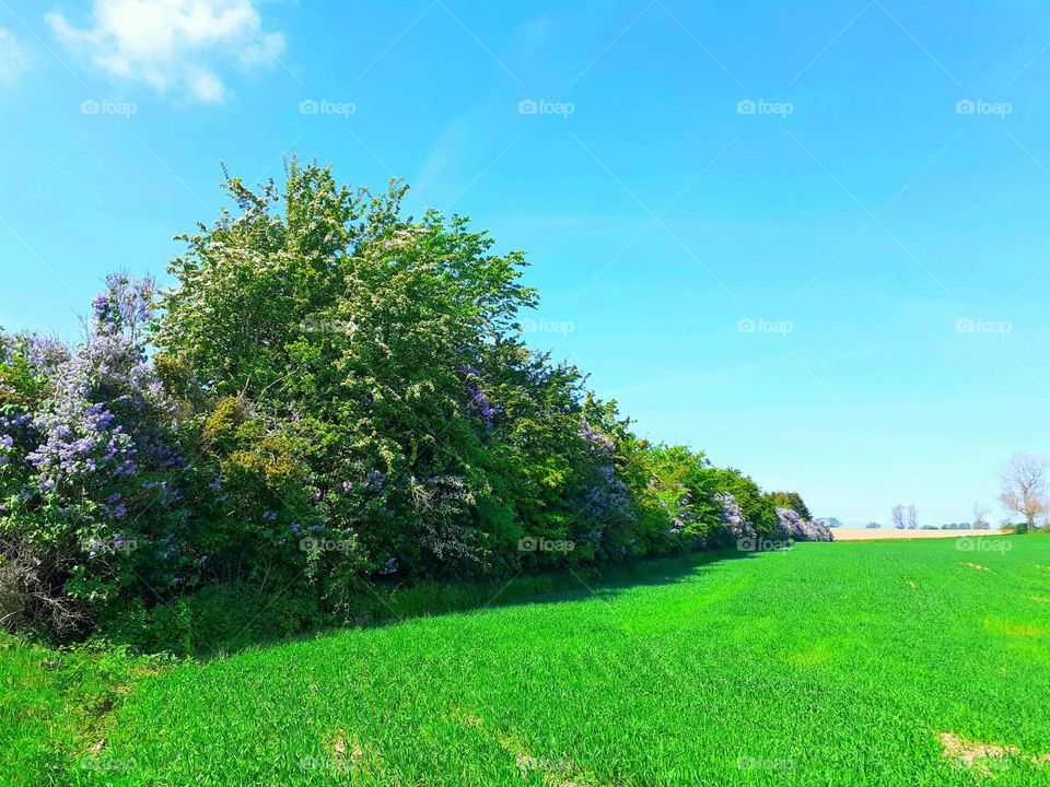 Svanninge hills Fåborg