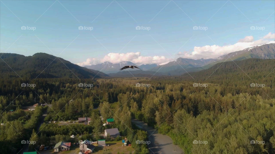 Another bald eagle flying towards my drone 