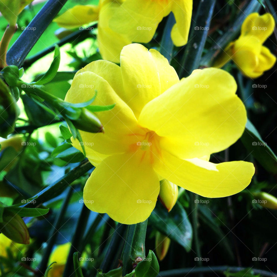 Perfect Yellow Flowers
