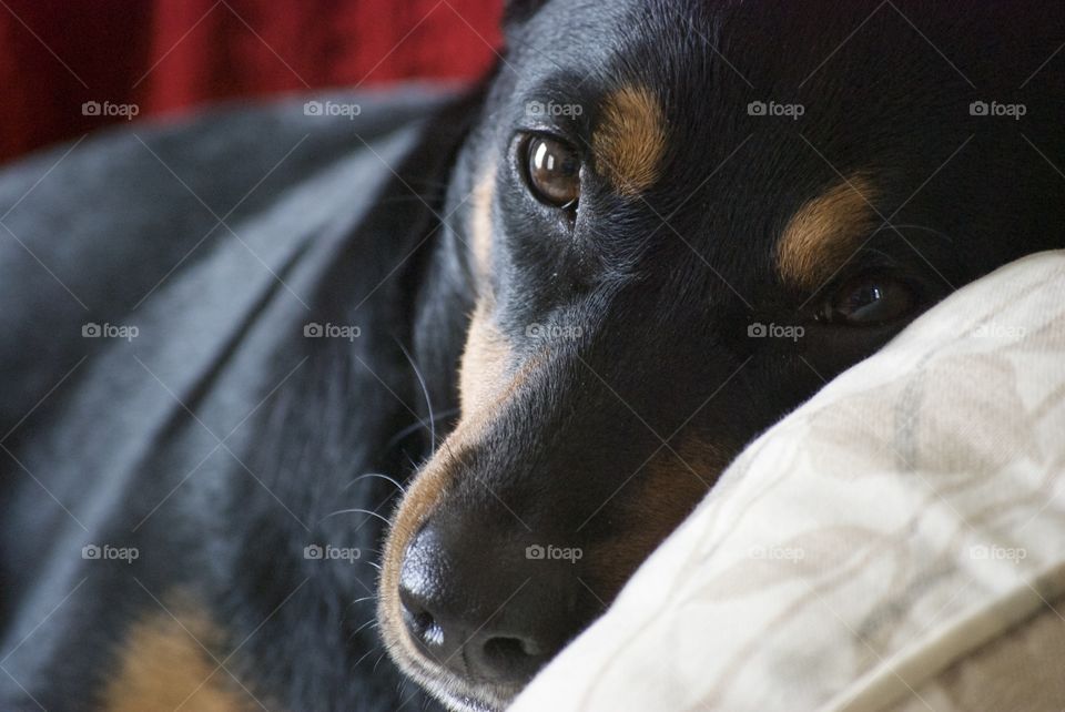 Close-up of a sad dog