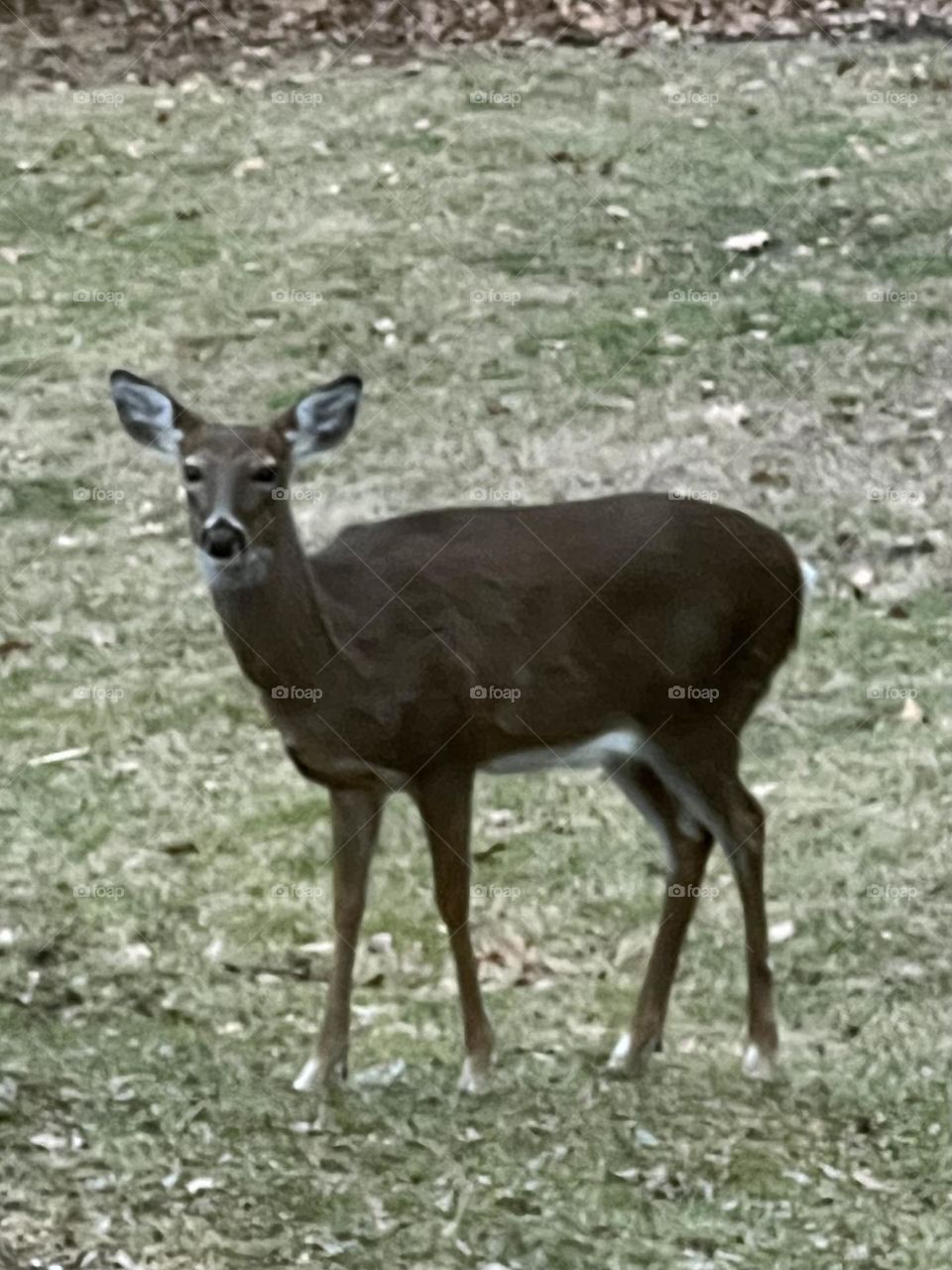 Doe