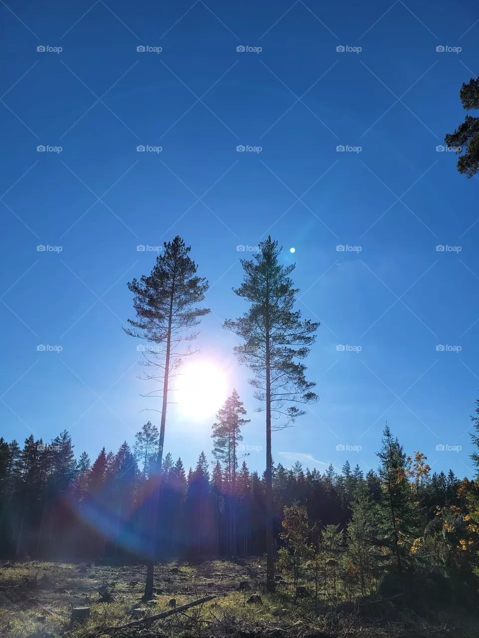 nature