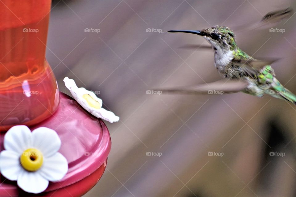 Hovering hummingbird 